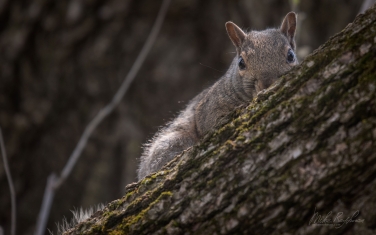 Eastern-Gray-Squirrel-(Sciurus-carolinensis)