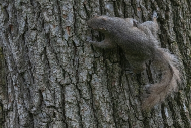 Eastern-Gray-Squirrel-(Sciurus-carolinensis)