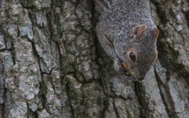 Eastern-Gray-Squirrel-(Sciurus-carolinensis)