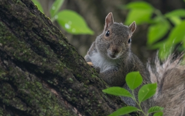 Eastern-Gray-Squirrel-(Sciurus-carolinensis)