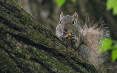 Eastern-Gray-Squirrel-(Sciurus-carolinensis)