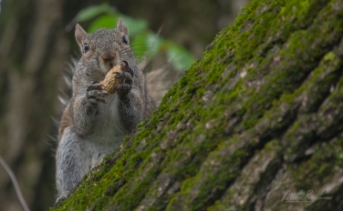 Eastern-Gray-Squirrel-(Sciurus-carolinensis)