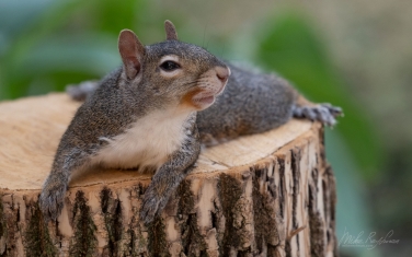 Eastern-Gray-Squirrel-(Sciurus-carolinensis)