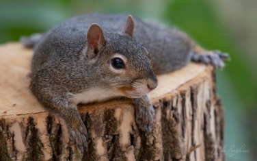 Eastern-Gray-Squirrel-(Sciurus-carolinensis)