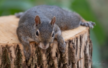 Eastern-Gray-Squirrel-(Sciurus-carolinensis)