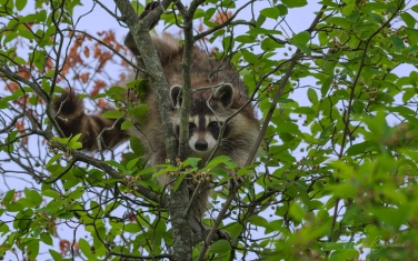 Raccoon-(Procyon-Lotor)