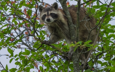 Raccoon-(Procyon-Lotor)
