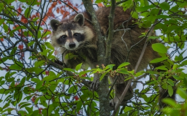 Raccoon-(Procyon-Lotor)