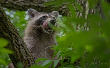 Raccoon-(Procyon-Lotor)