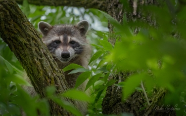Raccoon-(Procyon-Lotor)