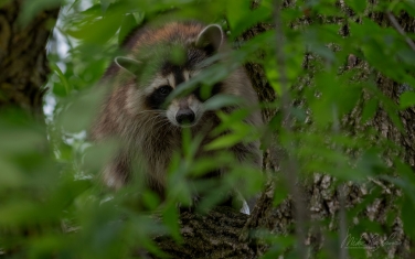 Raccoon-(Procyon-Lotor)