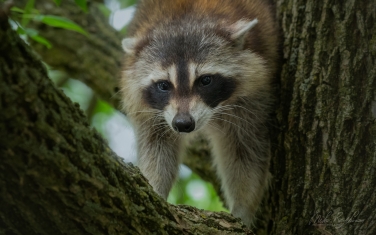 Raccoon-(Procyon-Lotor)