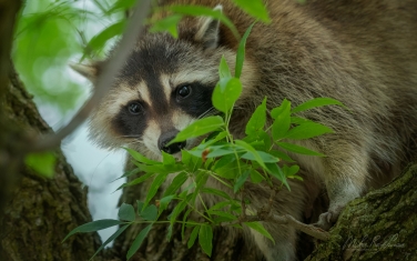 Raccoon-(Procyon-Lotor)