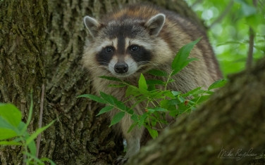 Raccoon-(Procyon-Lotor)