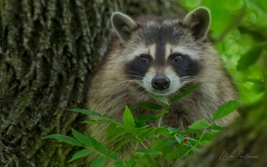 Raccoon-(Procyon-Lotor)