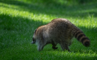 Raccoon-(Procyon-Lotor)