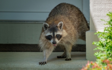 Raccoon-(Procyon-Lotor)