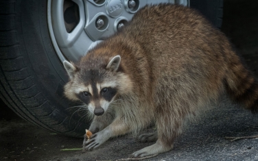 Raccoon-(Procyon-Lotor)