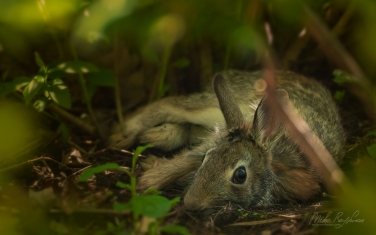 Eastern-Cottontail-(Sylvilagus-floridanus)