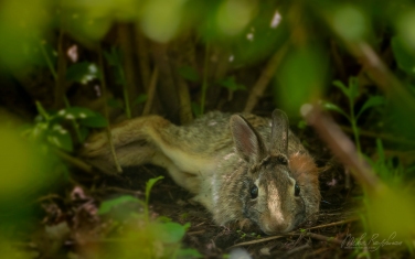 Eastern-Cottontail-(Sylvilagus-floridanus)
