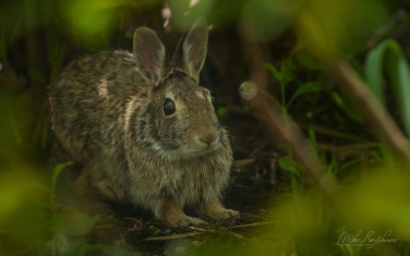 Eastern-Cottontail-(Sylvilagus-floridanus)
