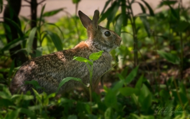 Eastern-Cottontail-(Sylvilagus-floridanus)