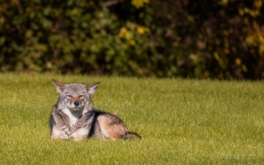 Coywolf-(presumably).-A-canid-hybrid-descended-from-coyotes-and-eastern-wolves.