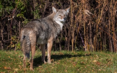 Coywolf-(presumably).-A-canid-hybrid-descended-from-coyotes-and-eastern-wolves.