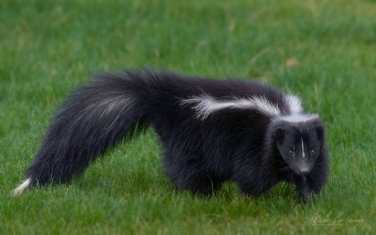 Skunk