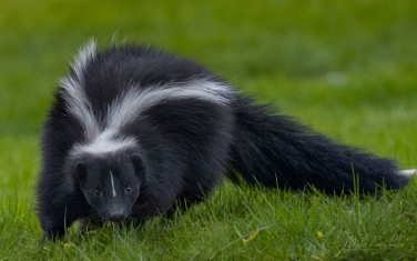Skunk