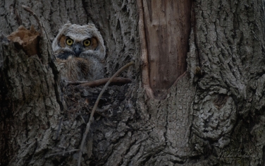 Great-Horned-Owlet-(Bubo-Virginianus)