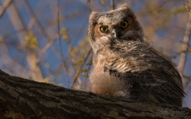 Great-Horned-Owlet-(Bubo-Virginianus)