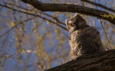 Great-Horned-Owlet-(Bubo-Virginianus)