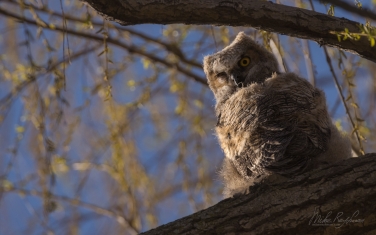 Great-Horned-Owlet-(Bubo-Virginianus)