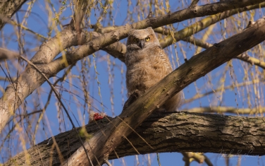 Great-Horned-Owlet-(Bubo-Virginianus)