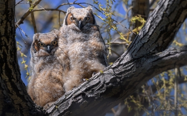 Great-Horned-Owlets-(Bubo-Virginianus)