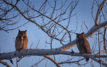 Great-Horned-Owl-(Bubo-Virginianus)