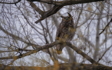 Great-Horned-Owl-(Bubo-Virginianus)