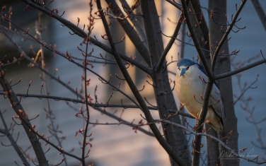 Black-crowned-Night-Heron-(Nycticorax-nycticorax)