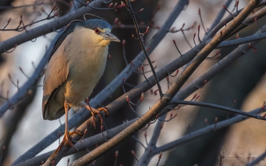 Black-crowned-Night-Heron-(Nycticorax-nycticorax)