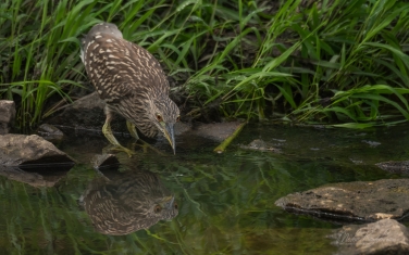 Black-crowned-Night-Heron-(Nycticorax-nycticorax)-juvenile