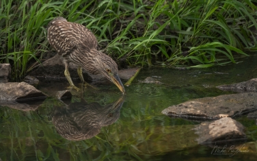 Black-crowned-Night-Heron-(Nycticorax-nycticorax)-juvenile
