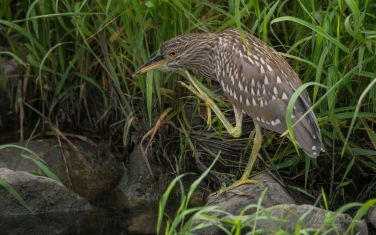 Black-crowned-Night-Heron-(Nycticorax-nycticorax)-juvenile