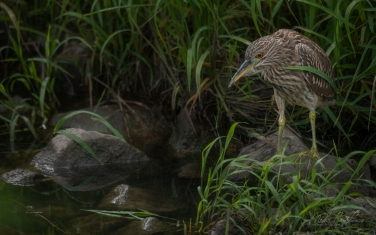 Black-crowned-Night-Heron-(Nycticorax-nycticorax)-juvenile