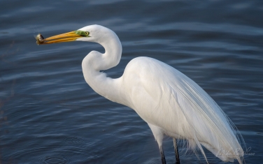 Great-Egret-(Ardea-alba)