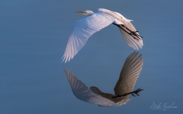 Great-Egret-(Ardea-alba)