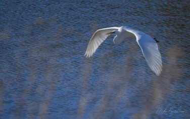 Great-Egret-(Ardea-alba)