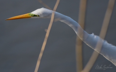 Great-Egret-(Ardea-alba)