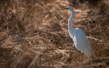 Great-Egret-(Ardea-alba)