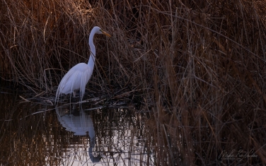 Great-Egret-(Ardea-alba)